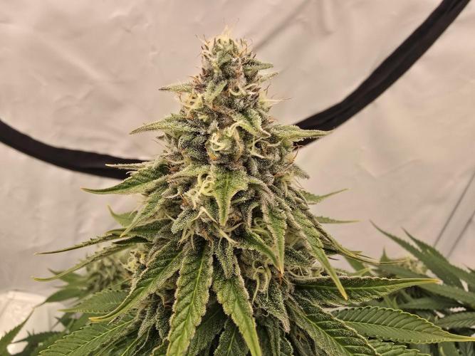 Mental Rainbow F1. Week 14