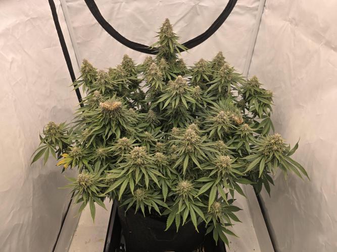 Mental Rainbow F1. Week 15