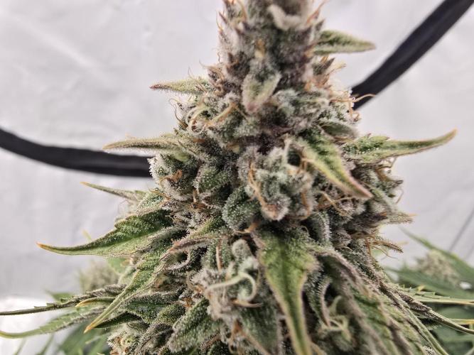 Mental Rainbow F1. Week 15