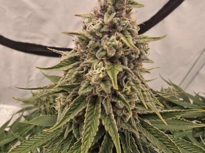 Mental Rainbow F1. Week 15