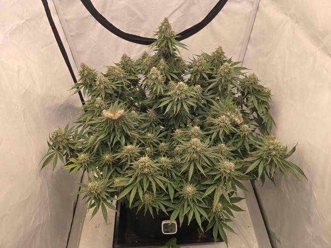 Mental Rainbow F1. Week 15