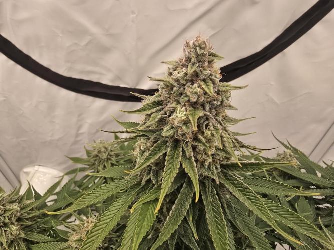 Mental Rainbow F1. Week 15