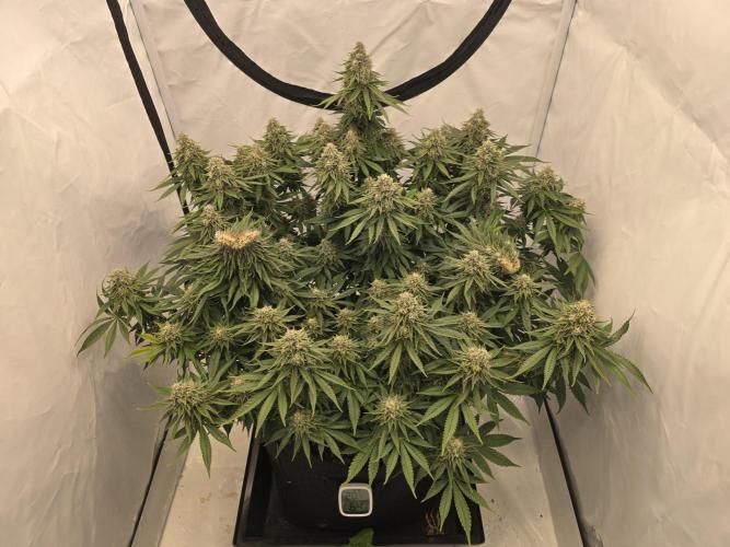 Mental Rainbow F1. Week 15