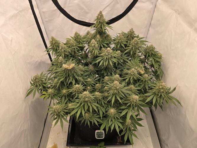 Mental Rainbow F1. Week 15