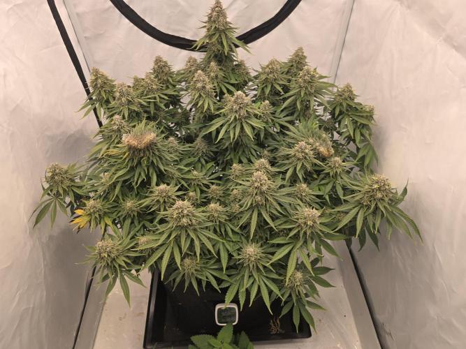 Mental Rainbow F1. Week 16