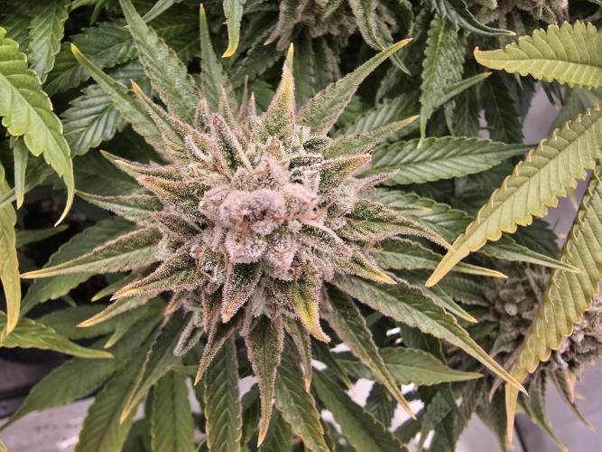 Mental Rainbow F1. Week 17