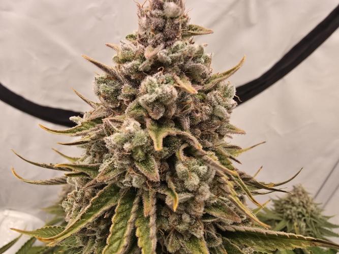 Mental Rainbow F1. Week 17