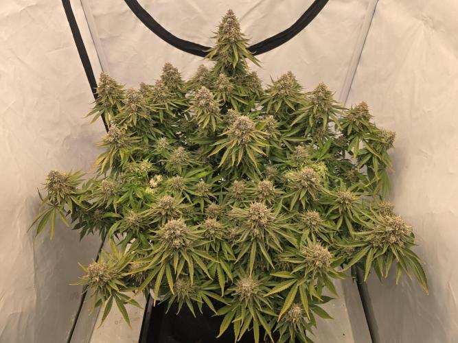 Mental Rainbow F1. Week 17