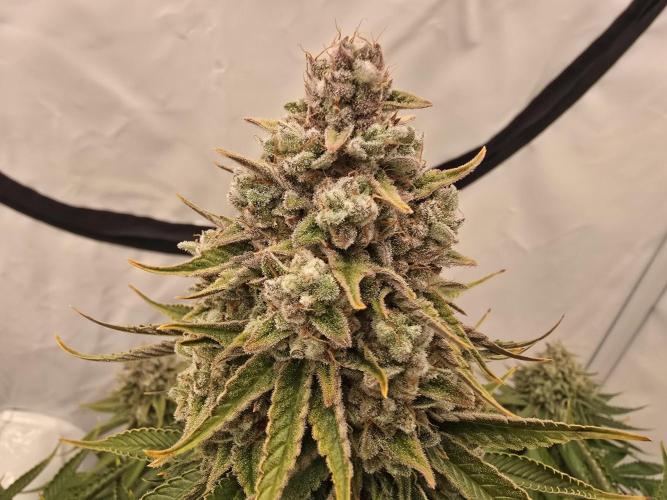 Mental Rainbow F1. Week 17