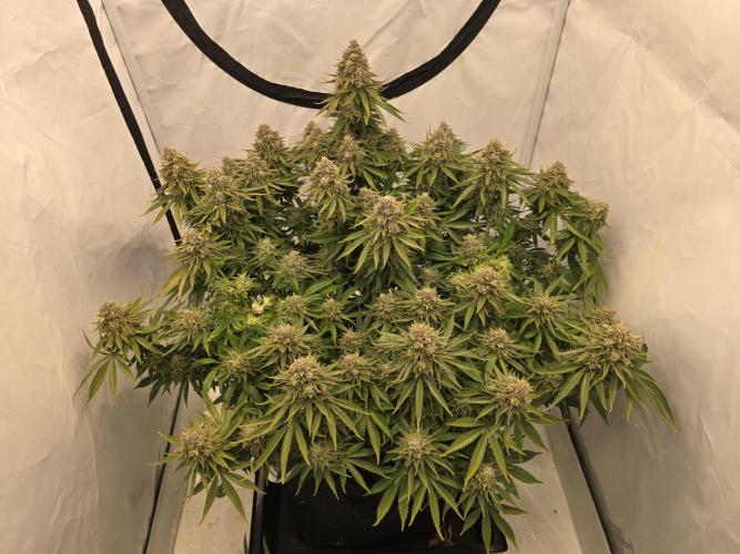 Mental Rainbow F1. Week 17