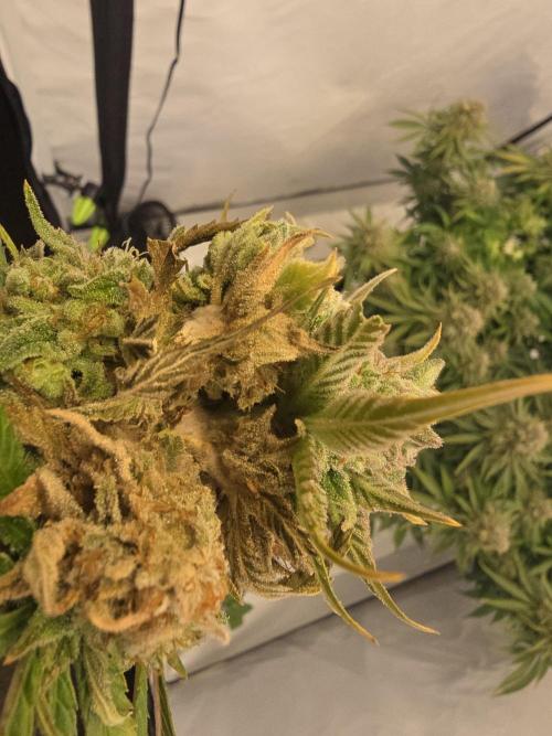 Mental Rainbow F1. Week 17