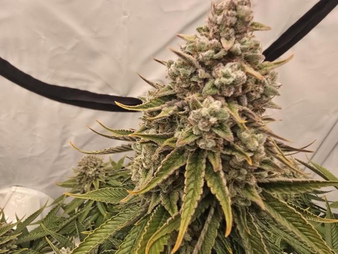 Mental Rainbow F1. Week 17