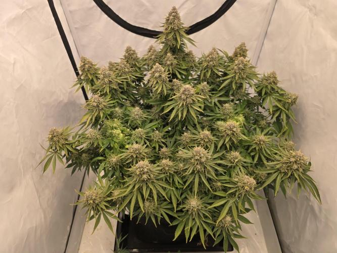 Mental Rainbow F1. Week 17