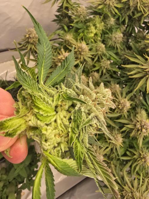 Mental Rainbow F1. Week 17