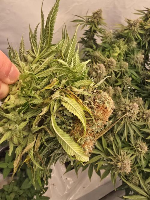 Mental Rainbow F1. Week 17