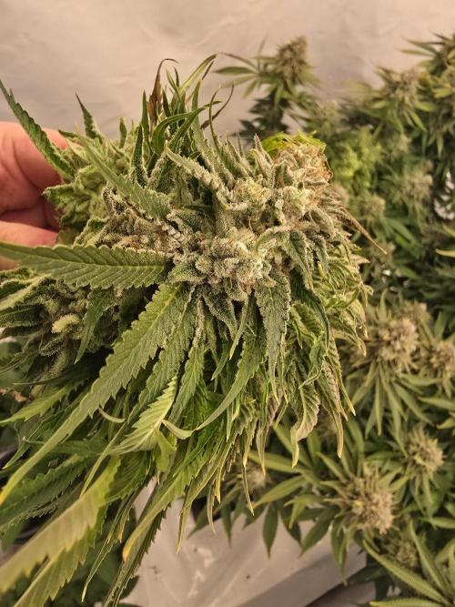 Mental Rainbow F1. Week 17