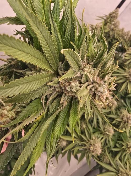 Mental Rainbow F1. Week 17