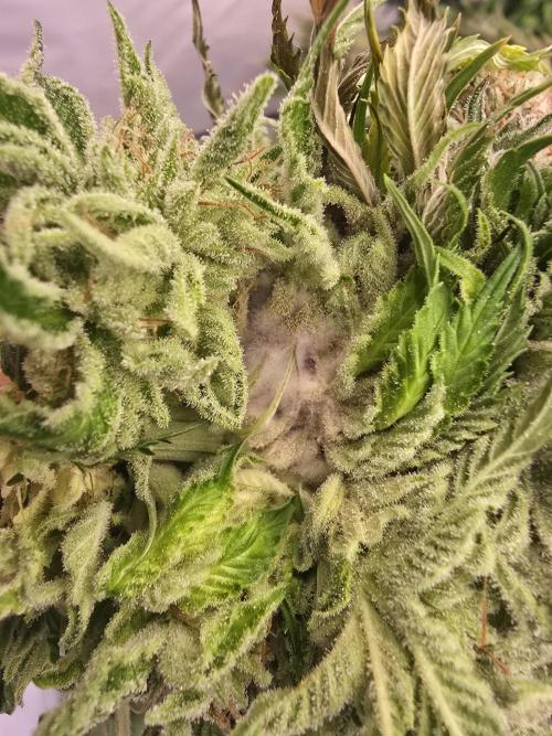 Mental Rainbow F1. Week 17