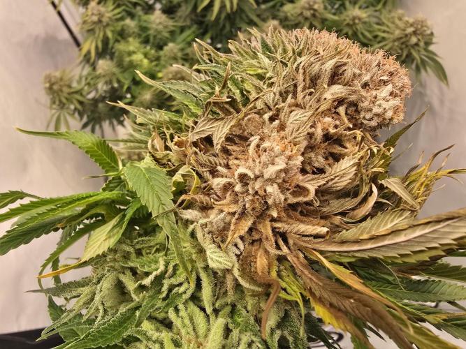 Mental Rainbow F1. Week 17