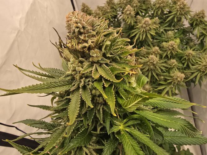 Mental Rainbow F1. Week 17