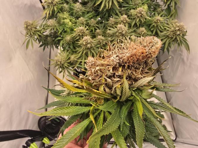 Mental Rainbow F1. Week 17