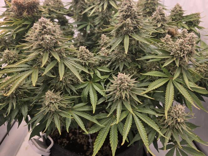 Mental Rainbow F1. Week 17