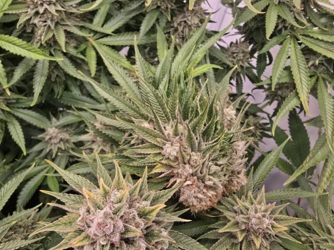 Mental Rainbow F1. Week 17