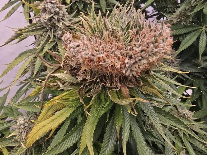 Mental Rainbow F1. Week 17