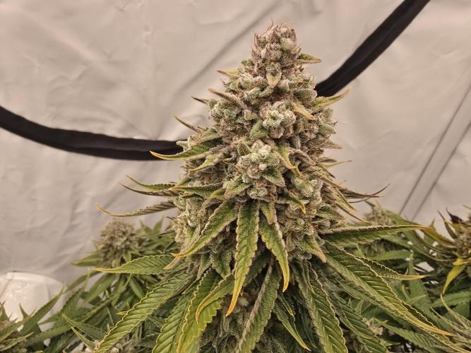 Mental Rainbow F1. Week 17