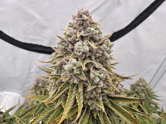 Mental Rainbow F1. Week 18