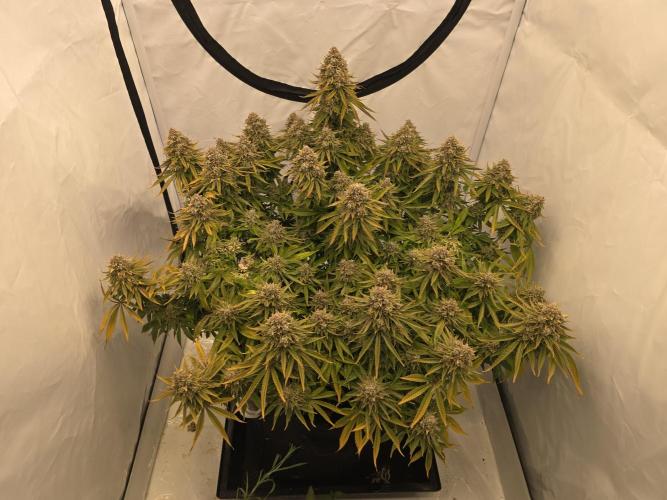 Mental Rainbow F1. Week 18