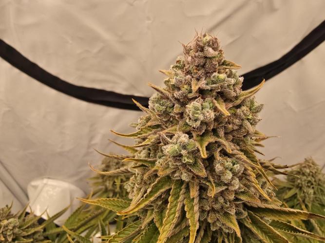 Mental Rainbow F1. Week 18