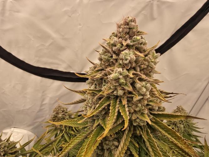 Mental Rainbow F1. Week 18