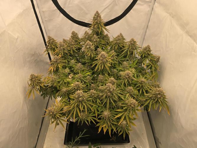 Mental Rainbow F1. Week 18