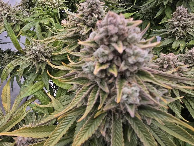 Mental Rainbow F1. Week 18