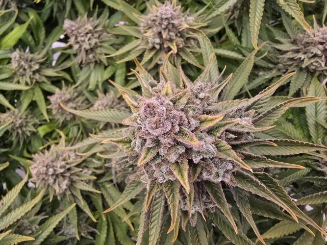 Mental Rainbow F1. Week 18