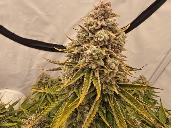 Mental Rainbow F1. Week 18