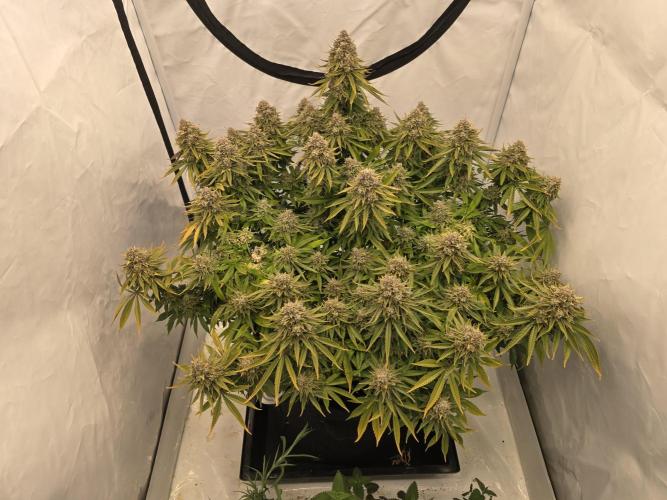 Mental Rainbow F1. Week 18