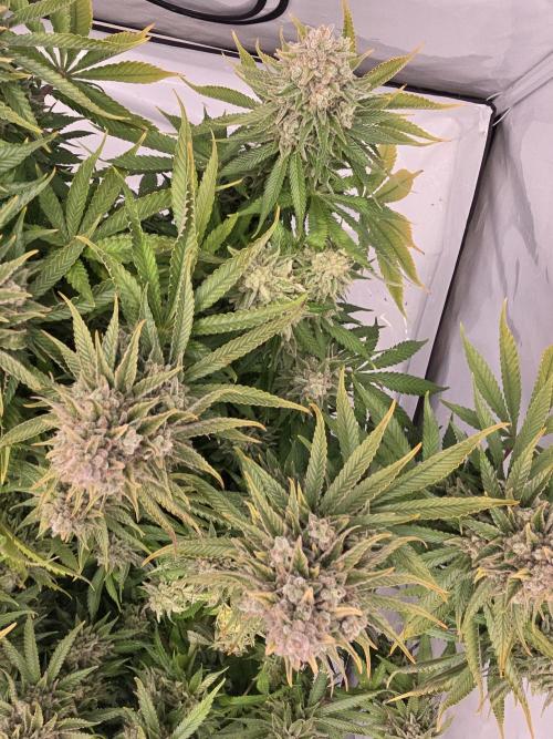 Mental Rainbow F1. Week 18