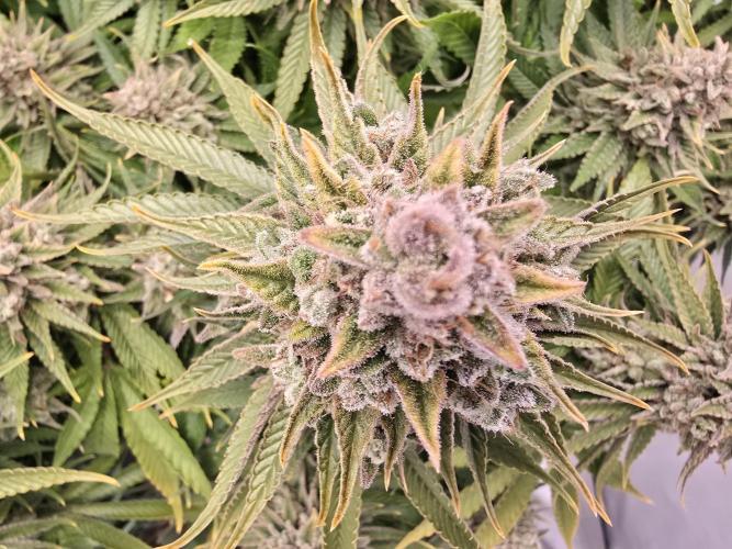 Mental Rainbow F1. Week 18