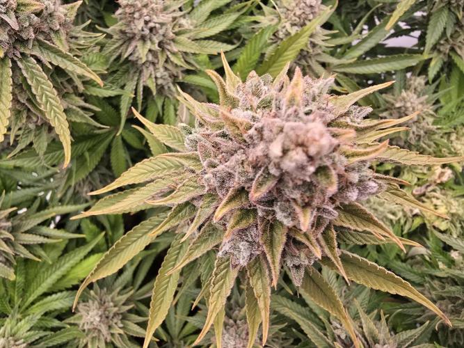 Mental Rainbow F1. Week 18