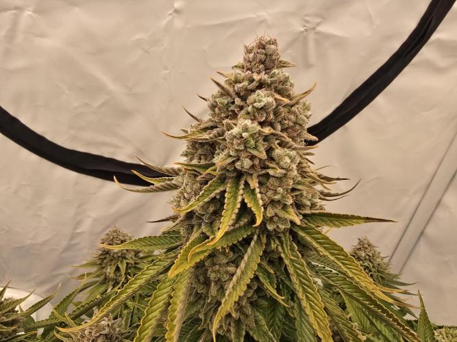 Mental Rainbow F1. Week 18