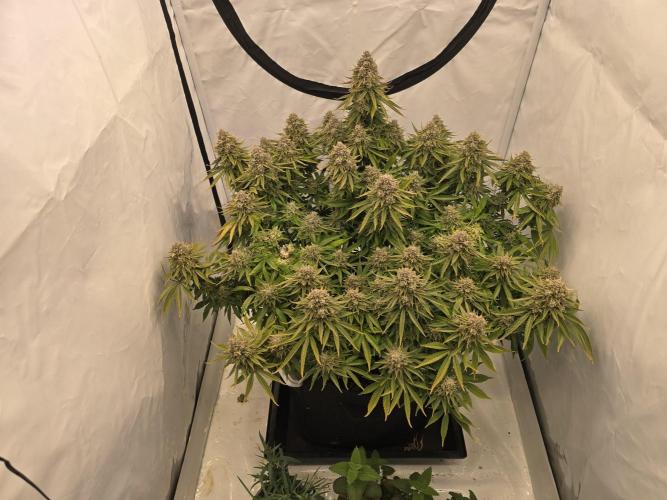 Mental Rainbow F1. Week 18