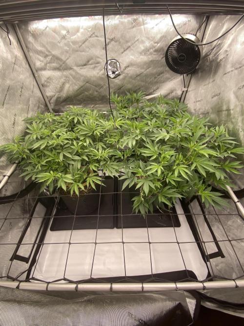 Fruit and Gas. Week 5