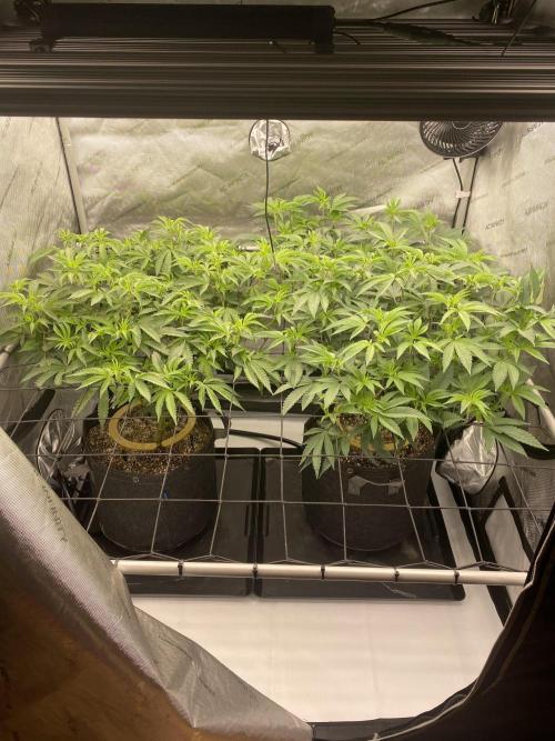 Fruit and Gas. Week 5