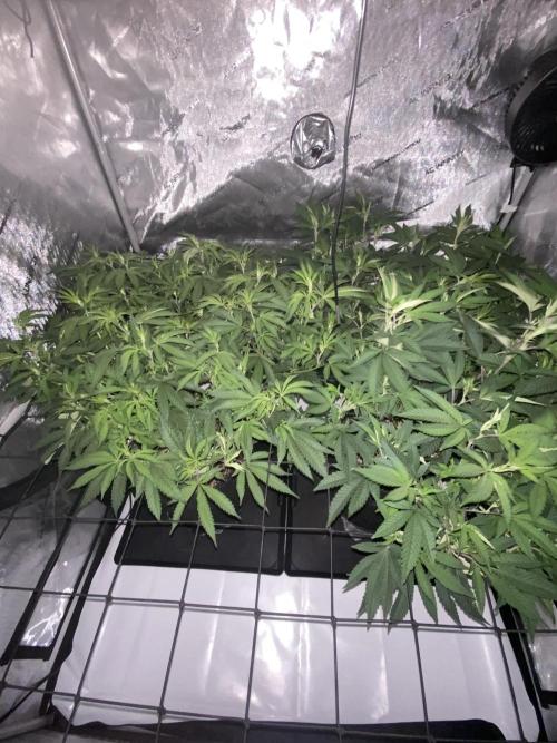 Fruit and Gas. Week 5