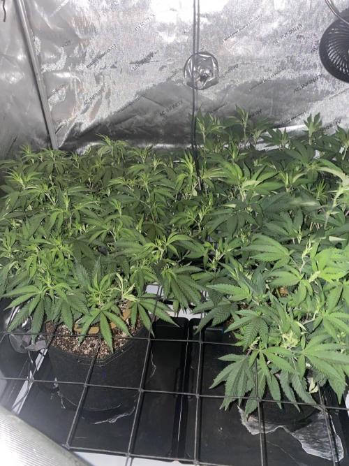 Fruit and Gas. Week 5