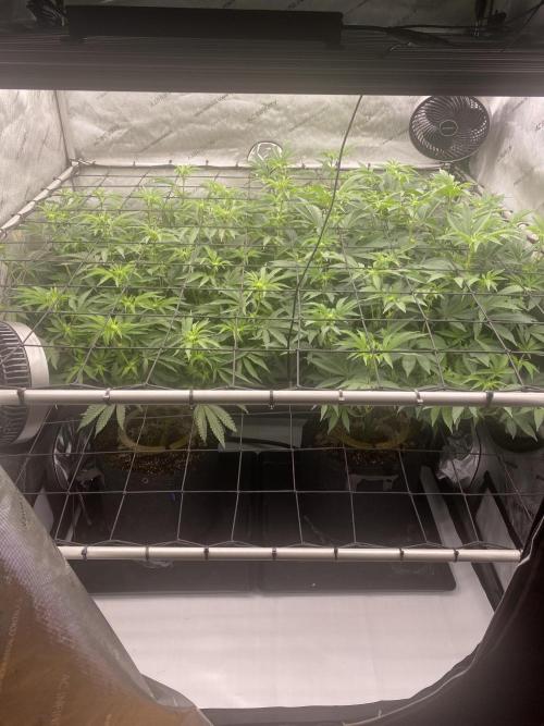 Fruit and Gas. Week 6