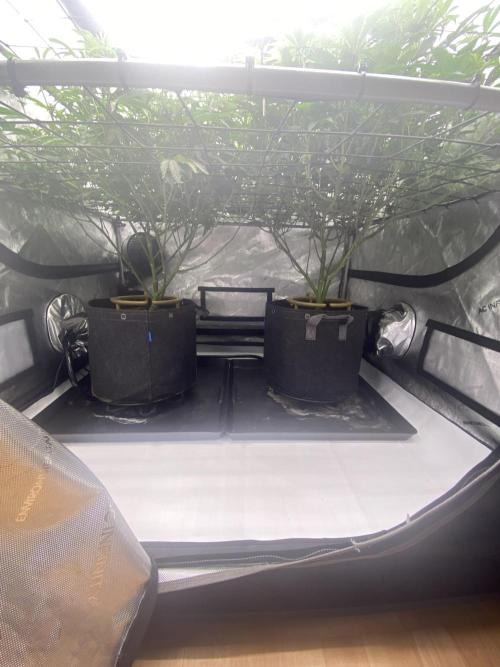 Fruit and Gas. Week 6