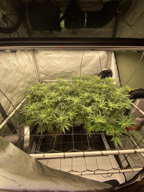 Fruit and Gas. Week 7